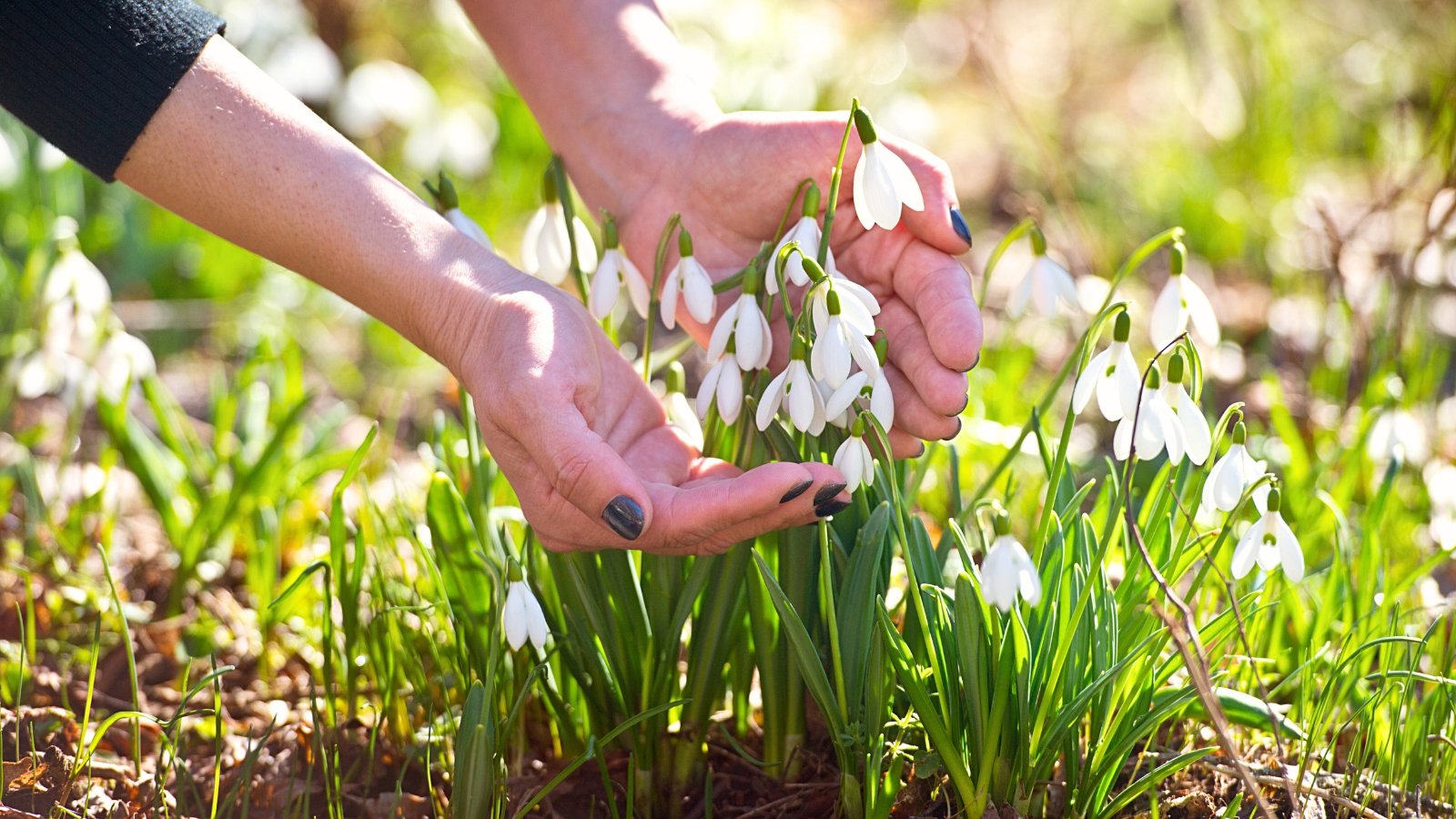 A woman's hands gently touch delicate, nodding white flowers with slender green stems and narrow leaves, basking in the sunlight of a garden.