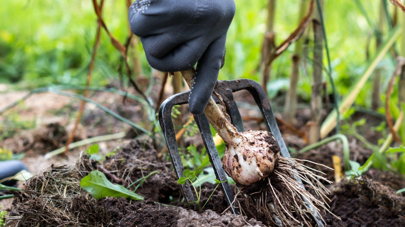 A gardener wearing a black glove lifts a ripe garlic bulb with soil still attached, holding it by its stem with yellowing leaves while digging with a garden fork.