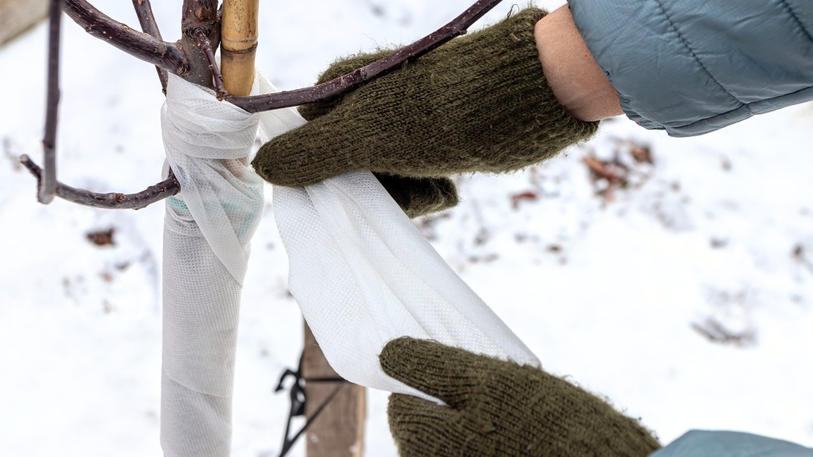 Gardener’s hands carefully wrapping the trunk of a young ornamental apple tree with a white spunbond bandage for winter protection.

