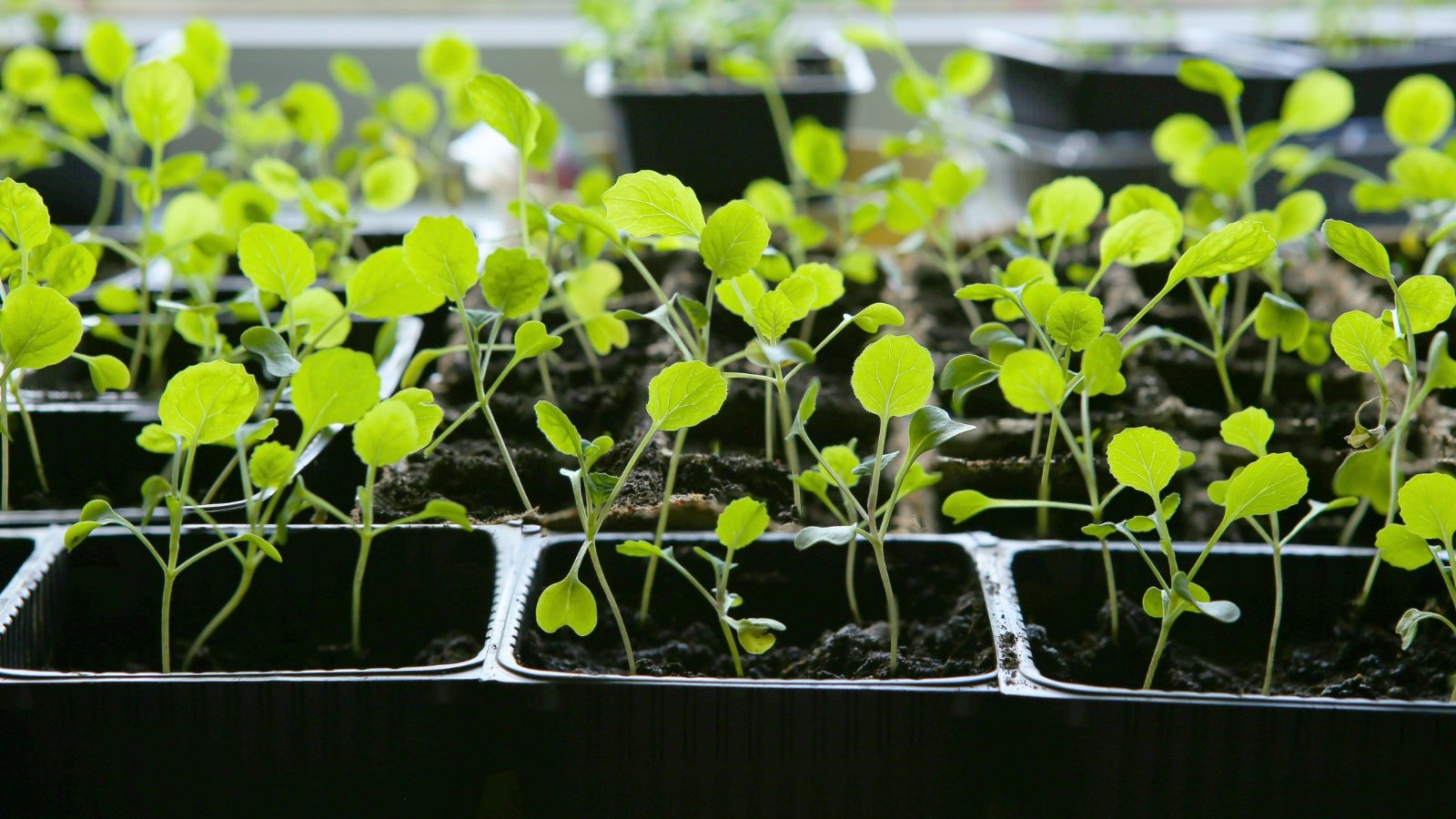 Young seedlings in a tray display small, bright green cotyledons alongside slightly larger, textured true leaves.