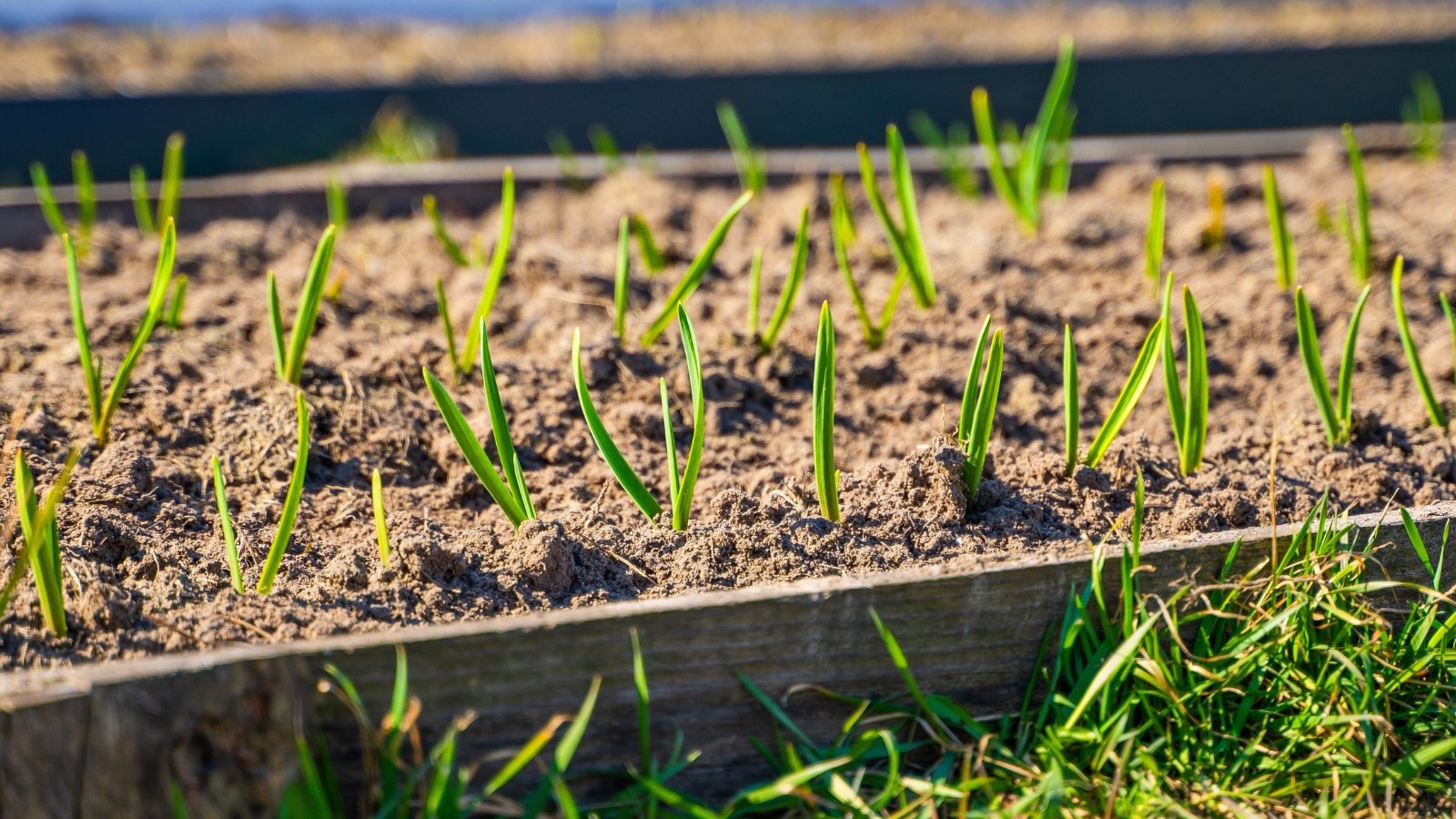 Young garlic shoots rise from dark, rich soil, their fresh green leaves stretching toward the sun.