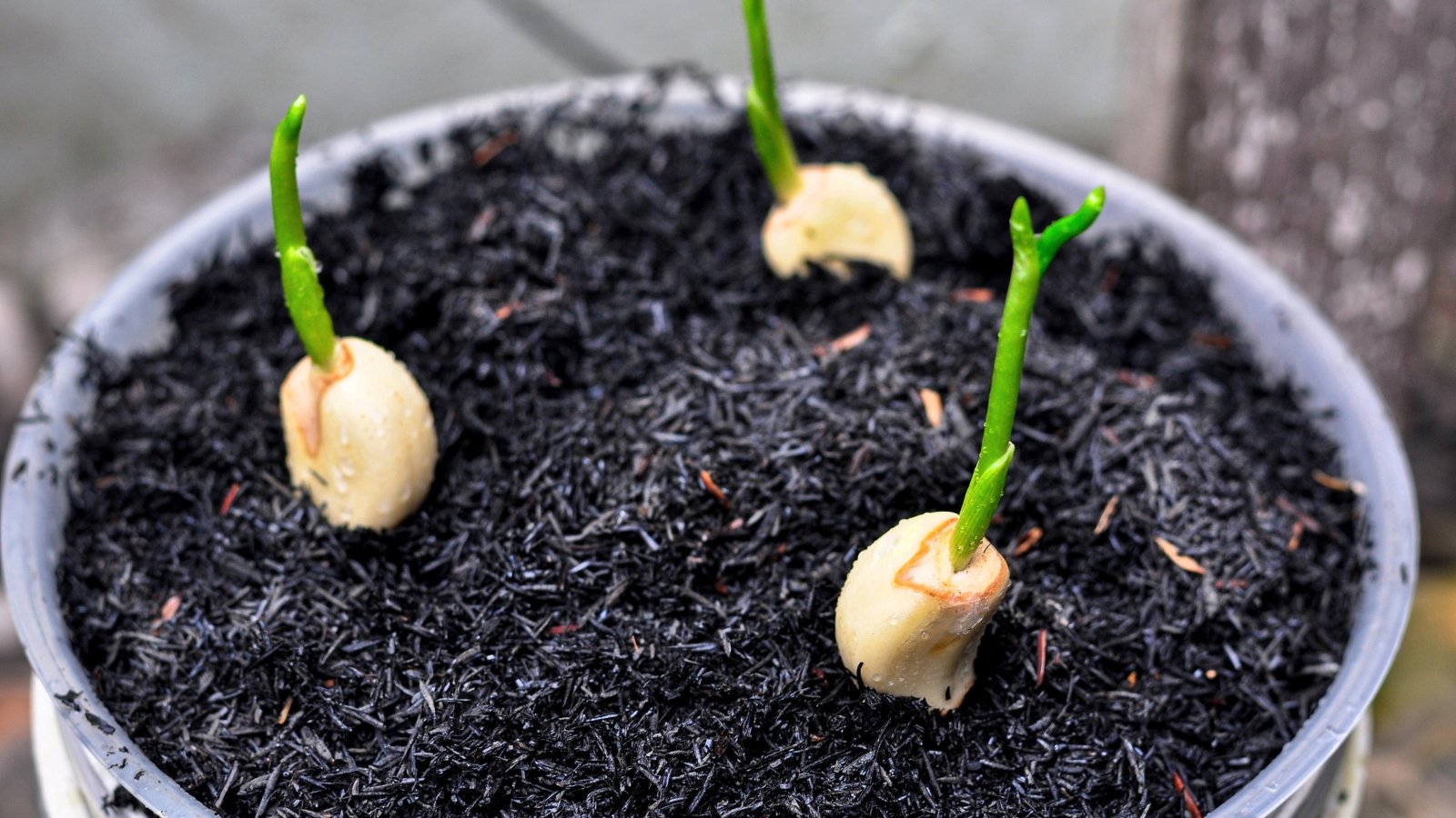 Young garlic sprouts with thin green shoots emerge from rich black soil in a plastic pot.
