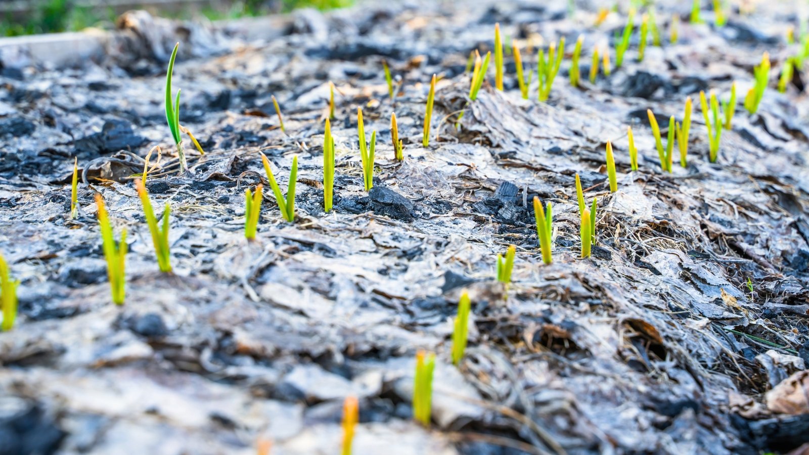 Young green garlic sprouts with slender upright leaves emerge through a mulch of dry fallen leaves scattered across the garden soil.