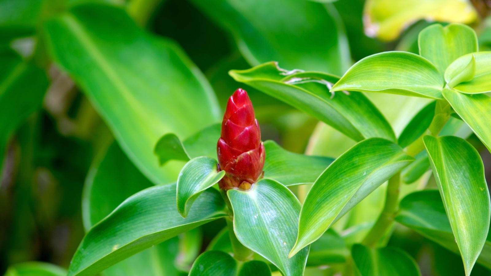 A small and red Zingiber zerumbet flower appearing to have a cone-like shape surrounded by vibrant green leaves