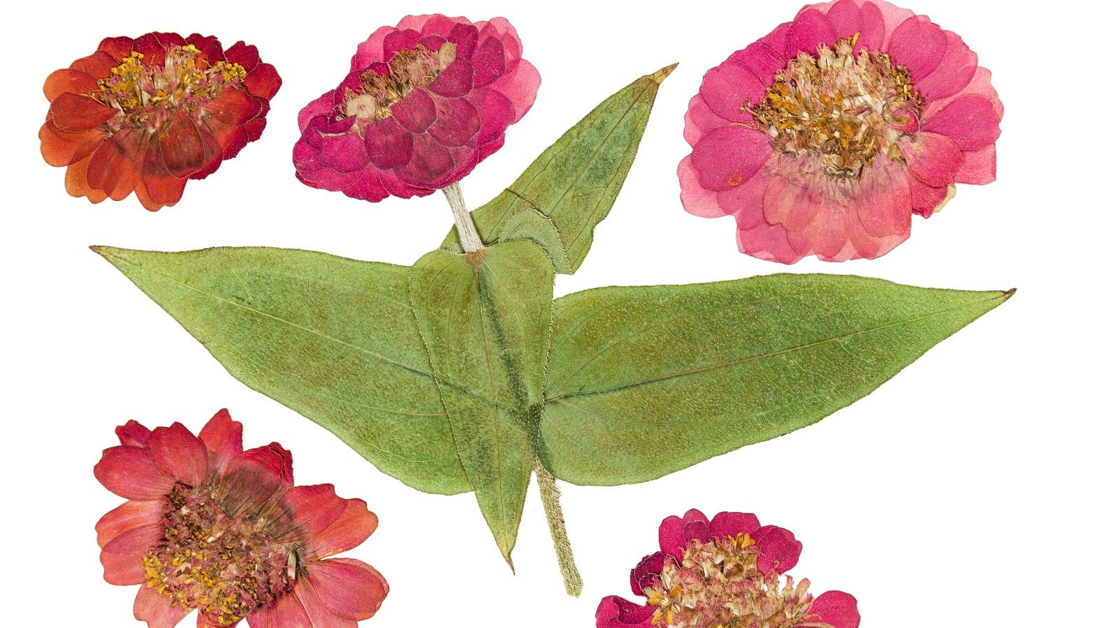 Colorful dried blooms with layered, overlapping petals and preserved green leaves arranged neatly on a white background.
