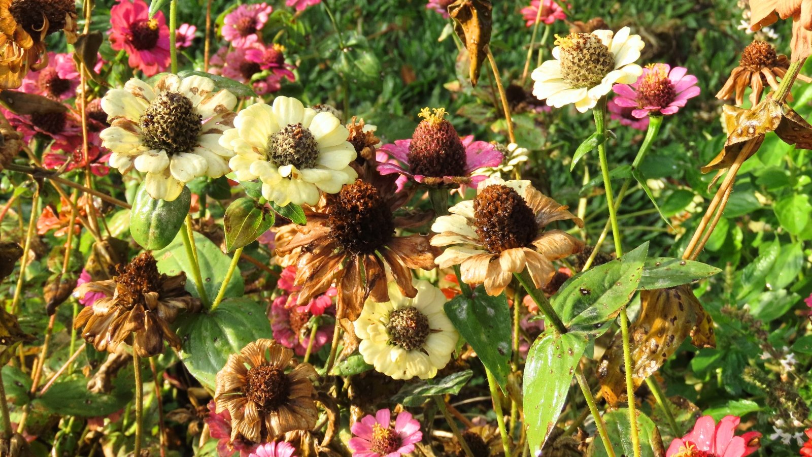 Zinnia flowers in a garden bed show fading petals and brown tones as they dry at the end of the blooming season, contrasting with the surrounding green foliage.