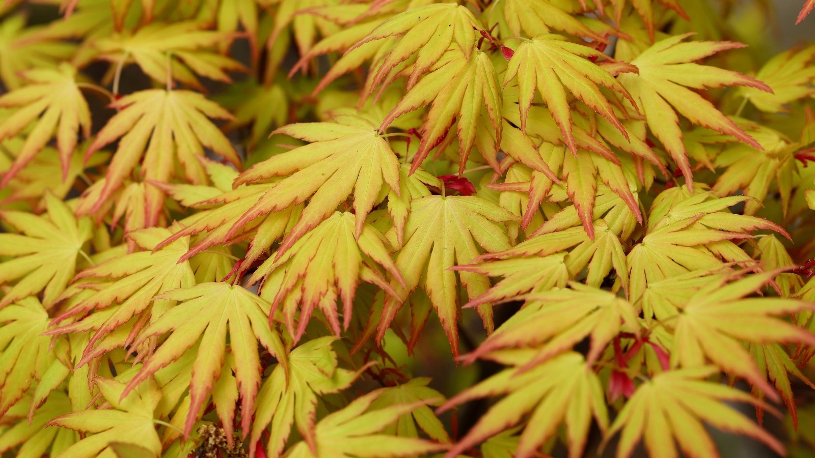 Graceful, spreading branches covered with deeply lobed leaves that are yellowish-green, gradually maturing to a warm golden hue with subtle red undertones on the margins.