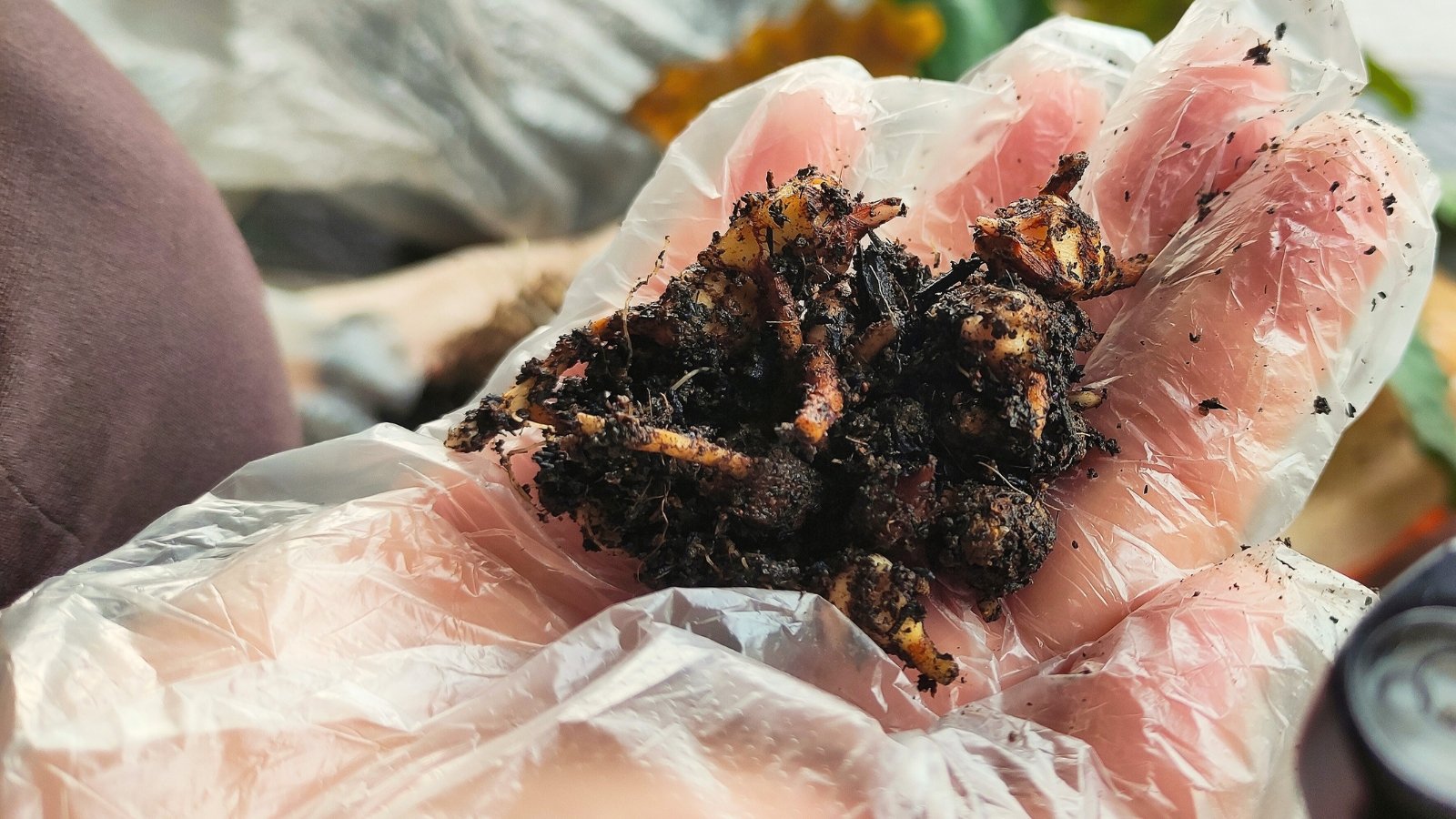 A hand holds several corms with clinging soil, showing rounded, textured bulbs ready for planting.
