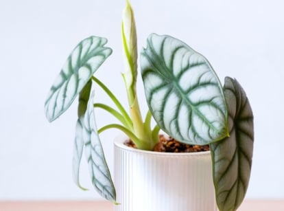 An alocasia plant in a white pot shows silver-green leaves with prominent veins and a young, twisted new leaf unfurling against a white background.