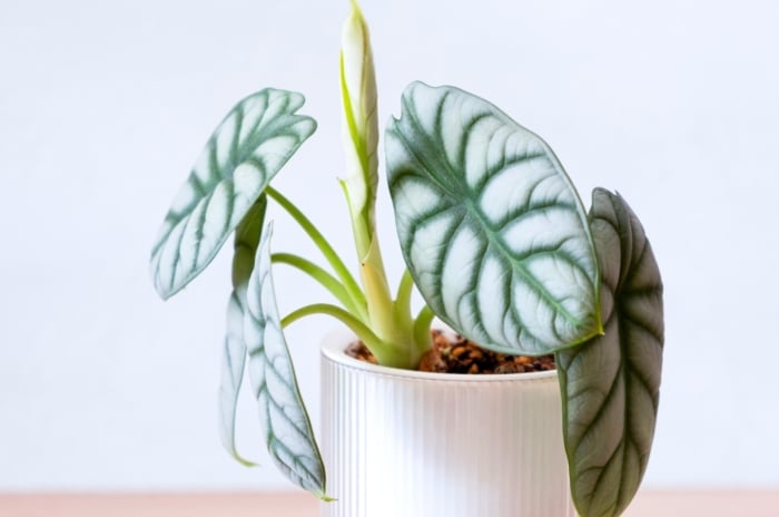 An alocasia plant in a white pot shows silver-green leaves with prominent veins and a young, twisted new leaf unfurling against a white background.
