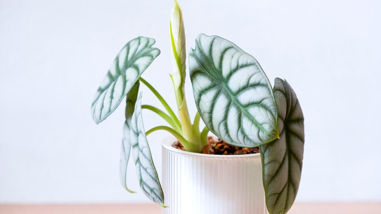 Get Your Alocasia Plant to Grow New, Healthy Leaves: 5 Easy Tips