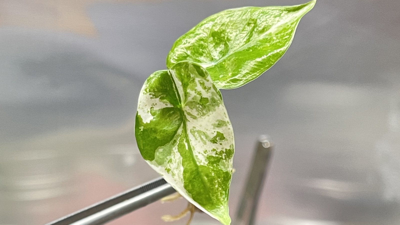 Young leaves are heart-shaped with deep green and creamy-white batik-like patterns, growing from slender stems and shown close up against a soft gray blurred background.
