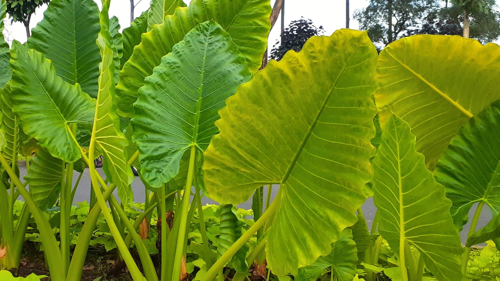 Tall plants with thick upright stems and large glossy green leaves with wavy edges are growing in a row along the garden flowerbed.