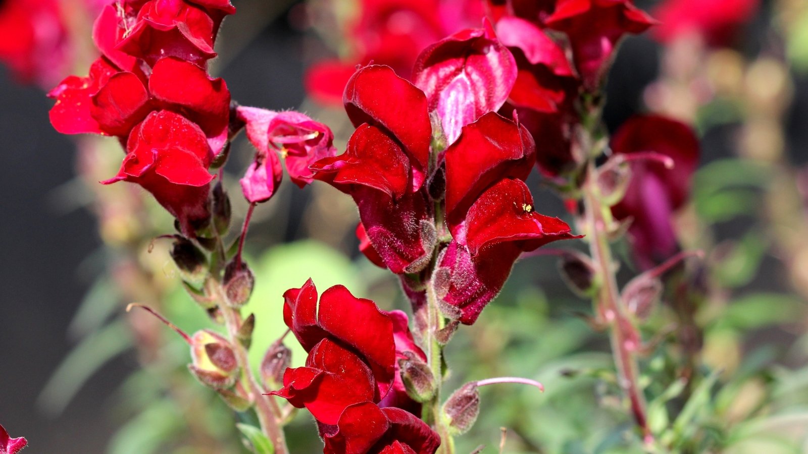 Clusters of deep, velvety dark burgundy flowers bloom densely on upright stems, creating a dramatic, almost black appearance against green foliage.