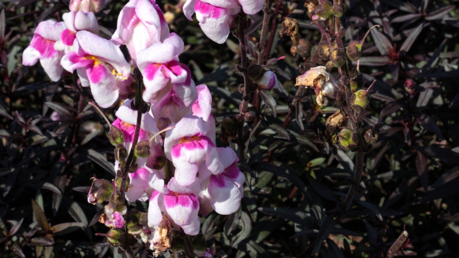 Upright stems display clusters of velvety, bicolored flowers in shades of deep pink and white, emerging from dark bronze foliage that creates a striking contrast in the garden. 