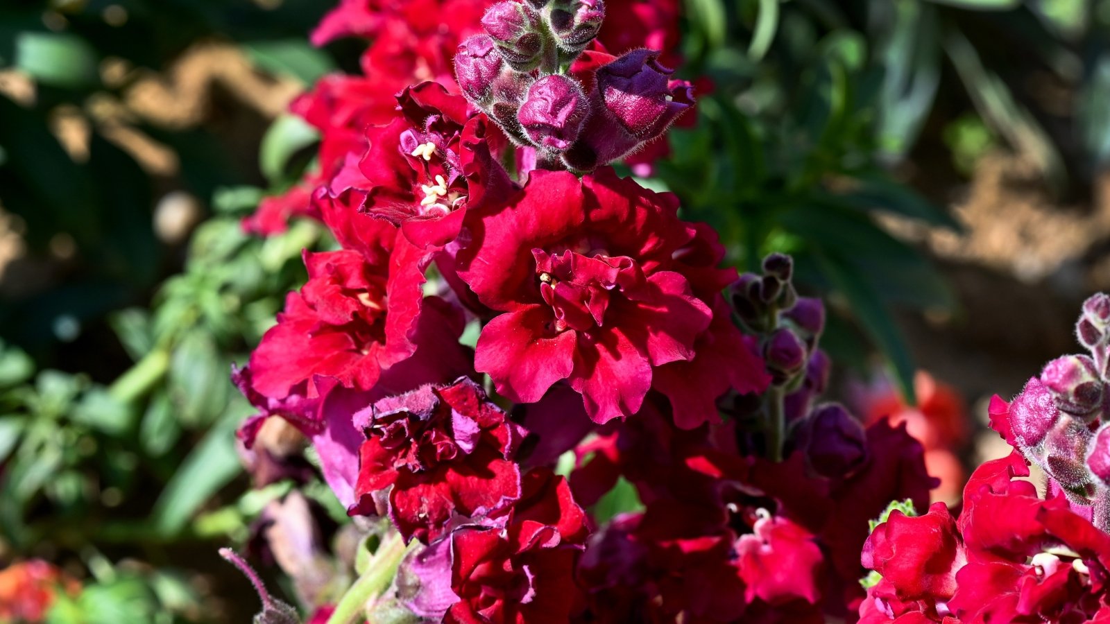 Upright stems are adorned with clusters of vibrant red flowers featuring delicate ruffled petals and bright yellow throats, contrasting beautifully with deep green foliage.