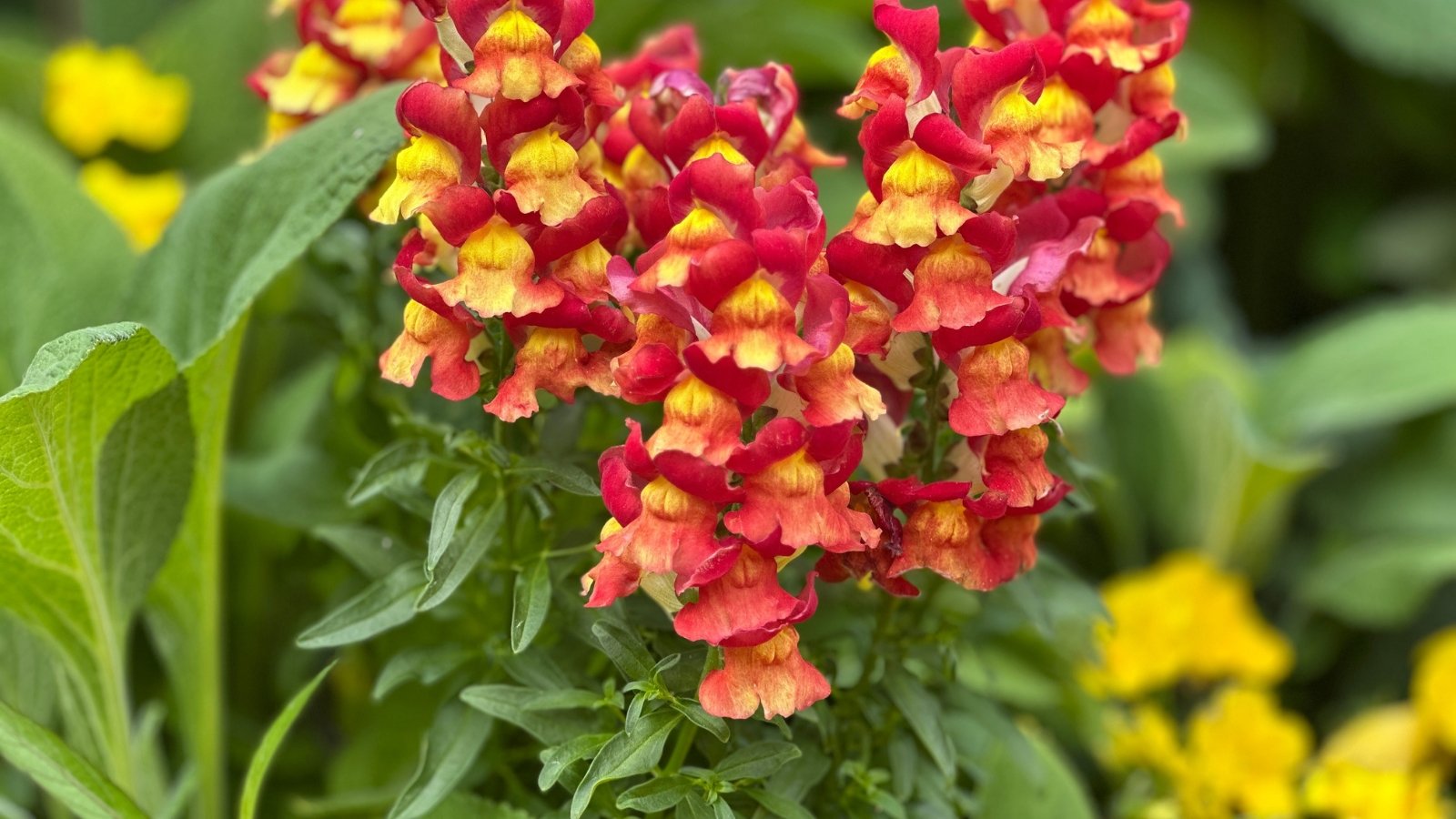 Dense spikes of tubular, ruffled flowers in shades of red and yellow rise above lance-shaped, bright green leaves, creating a striking vertical display.