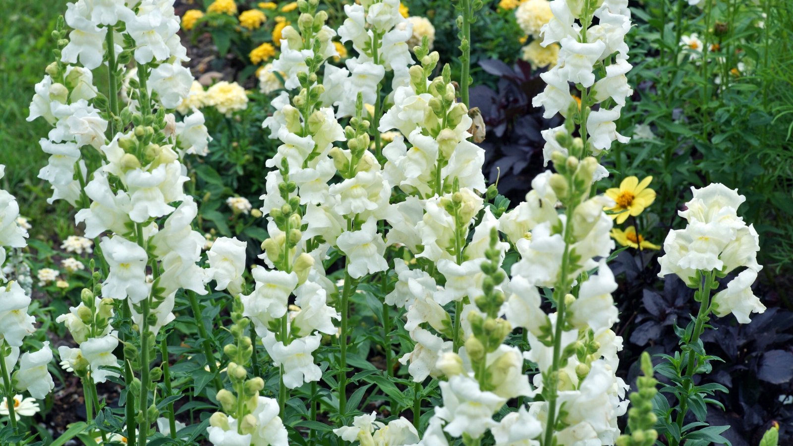 Clusters of pure white, tubular flowers with gently ruffled petals emerge from slender green leaves, forming a crisp, elegant display.
