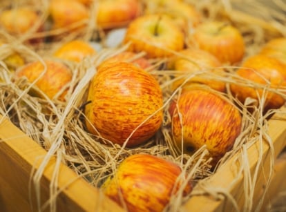 Freshly-harvested striped yellow-red apples nestled in straw inside a wooden box, ready for storage.