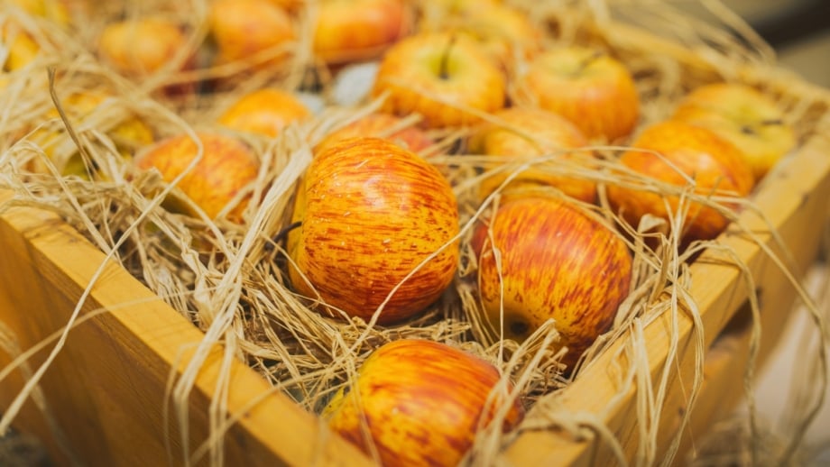 Freshly-harvested striped yellow-red apples nestled in straw inside a wooden box, ready for storage.