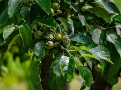 Close-up of an apple tree with lush green leaves and only a few tiny unripe fruits just starting to form, giving the look of an apple tree with no fruit.