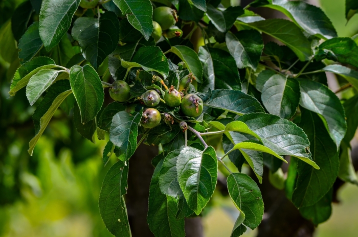 Close-up of an apple tree with lush green leaves and only a few tiny unripe fruits just starting to form, giving the look of an apple tree with no fruit.