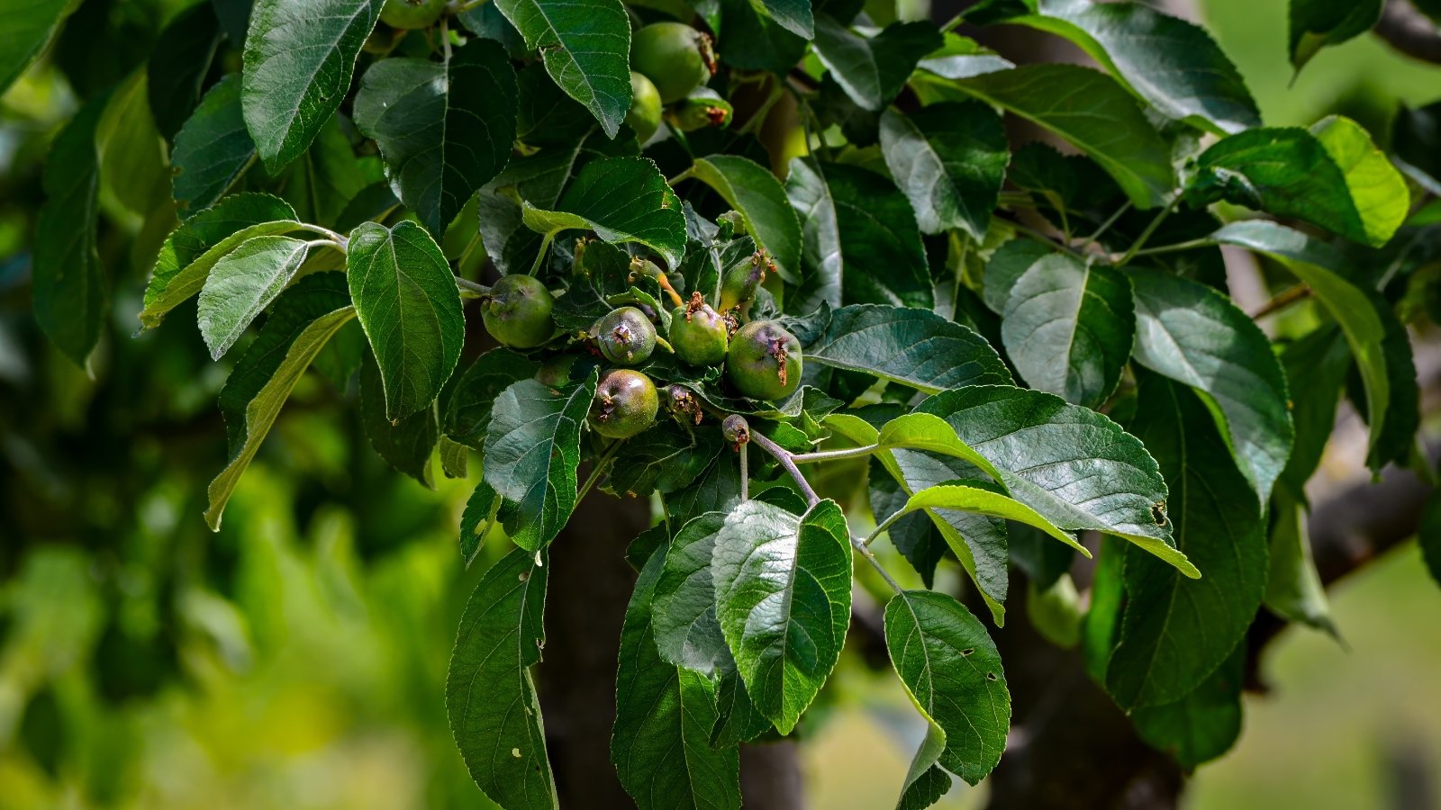 Close-up of an apple tree with lush green leaves and only a few tiny unripe fruits just starting to form, giving the look of an apple tree with no fruit.