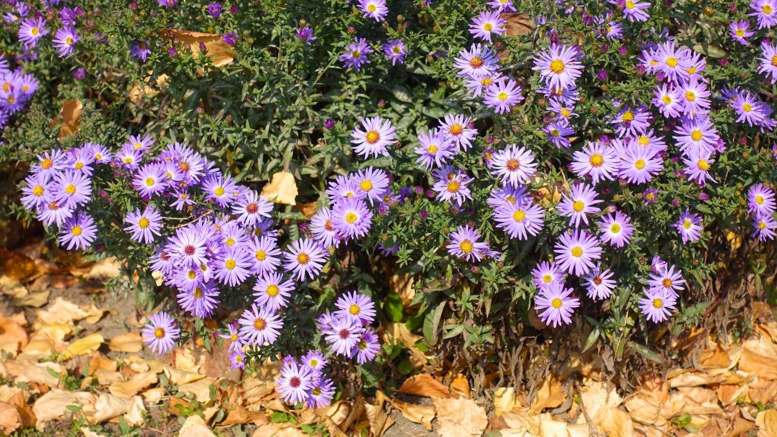 A dense cluster of small, daisy-like flowers with numerous pale purple rays and bright yellow centers covers the low-growing plant.