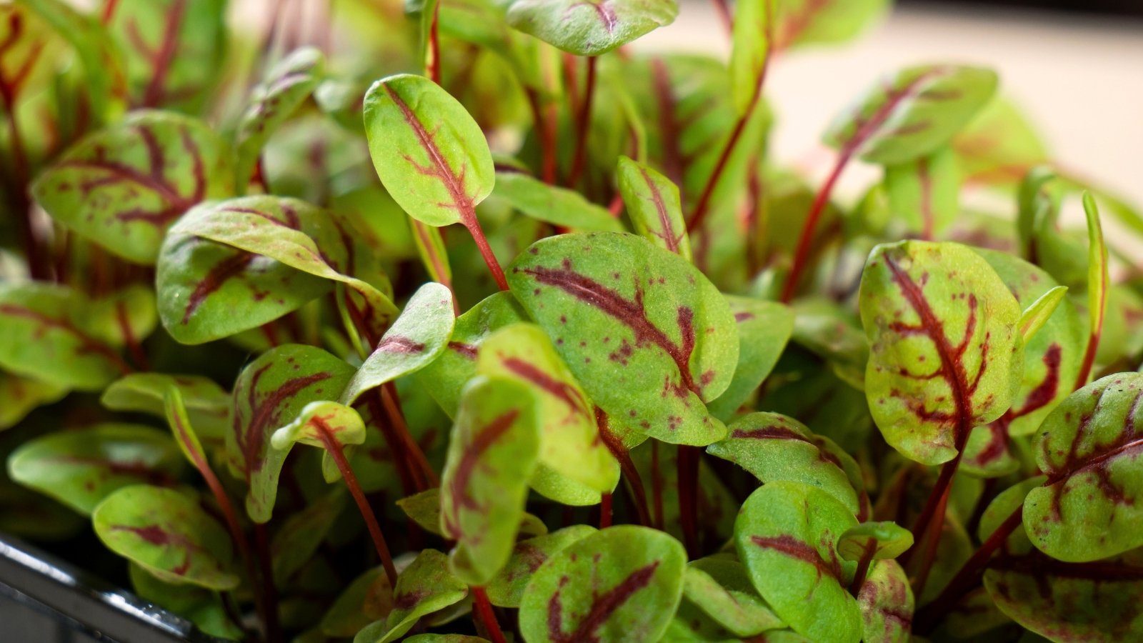 A cluster of vibrant green beet microgreens with small, heart-shaped leaves densely growing from the soil.
