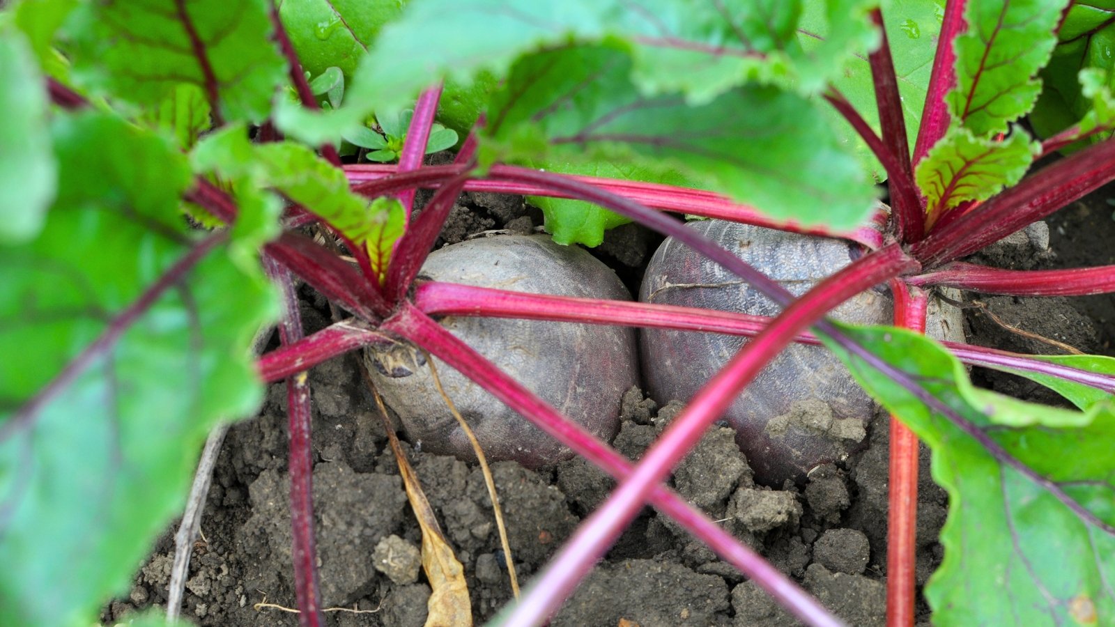 Two purplish-gray, rounded root vegetables are partially exposed in the soil, framed by thick, bright magenta stalks and large green leaves.