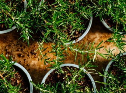 Beginner gardeners’ rosemary growing setup with small rosemary seedlings in pots on a wooden table, their delicate green leaves reaching upward under soft light.