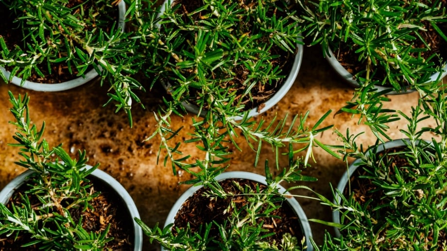 Beginner gardeners’ rosemary growing setup with small rosemary seedlings in pots on a wooden table, their delicate green leaves reaching upward under soft light.