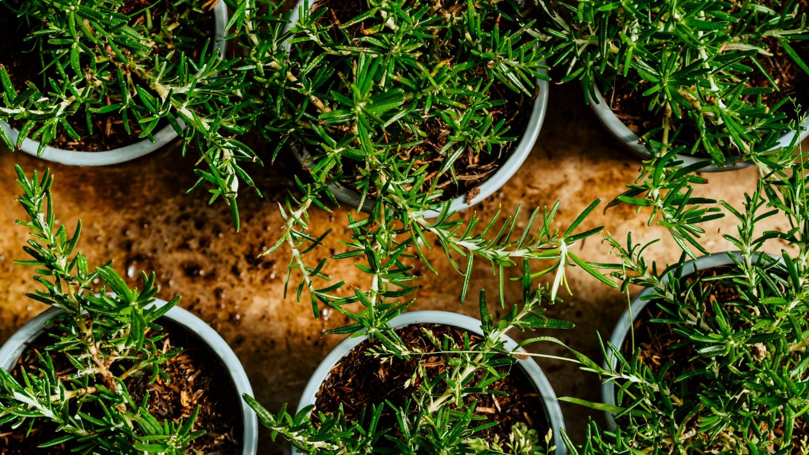7 Easy Rosemary Growing Tricks for Beginners