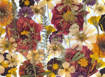 Floral design featuring the best flowers for pressing, including dahlia, chrysanthemum, primula, cosmos, calendula, cherry blossom, and yarrow sprigs, arranged in warm colors.