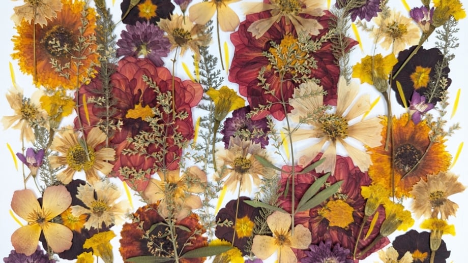 Floral design featuring the best flowers for pressing, including dahlia, chrysanthemum, primula, cosmos, calendula, cherry blossom, and yarrow sprigs, arranged in warm colors.
