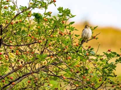 A small bird with a chestnut crown, black cheek spots, and brown-streaked back perches on a rose hip bush with glossy green leaves and clusters of bright orange-red fruits, attracting wildlife to garden plants in October.