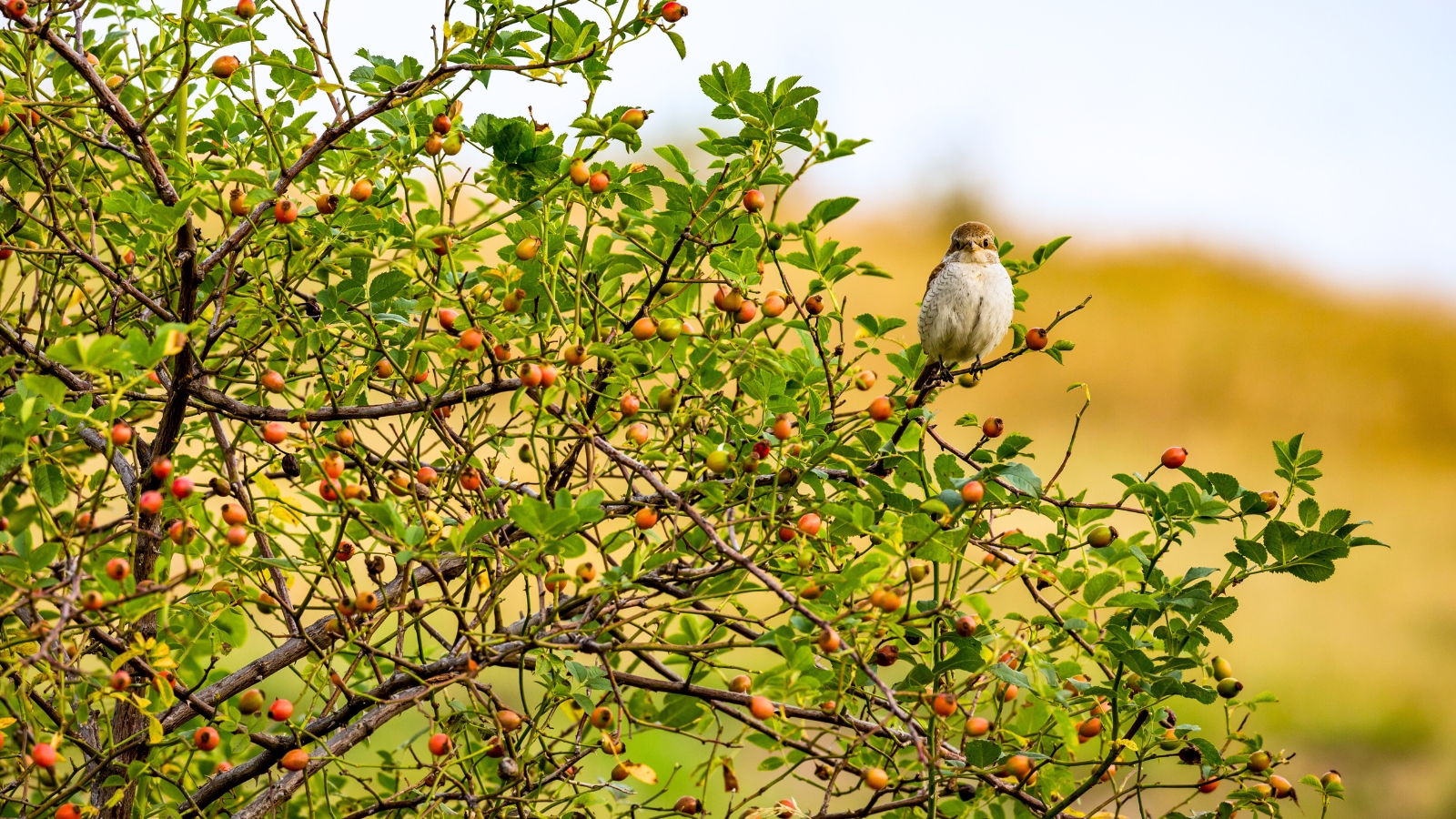A small bird with a chestnut crown, black cheek spots, and brown-streaked back perches on a rose hip bush with glossy green leaves and clusters of bright orange-red fruits, attracting wildlife to garden plants in October.