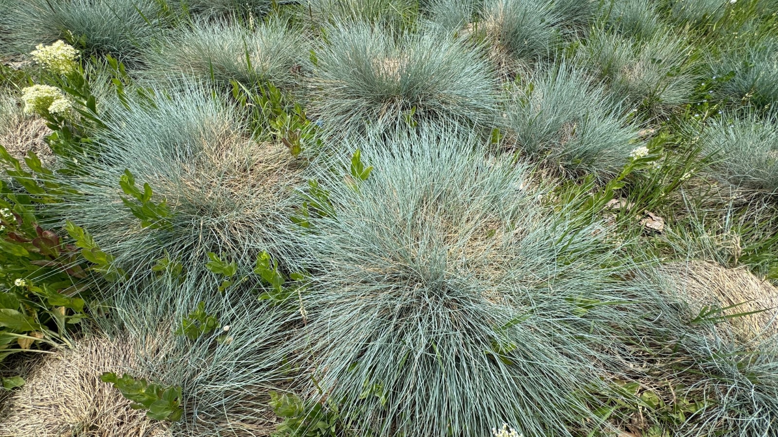 Compact tufts of fine, steel-blue, needle-like leaves form a dense, rounded mound, creating a striking cool-toned accent in the garden.