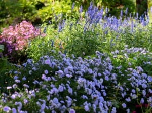 A blue garden filled with vibrant purple, pink, and blue flowers blooming amid dense green foliage.