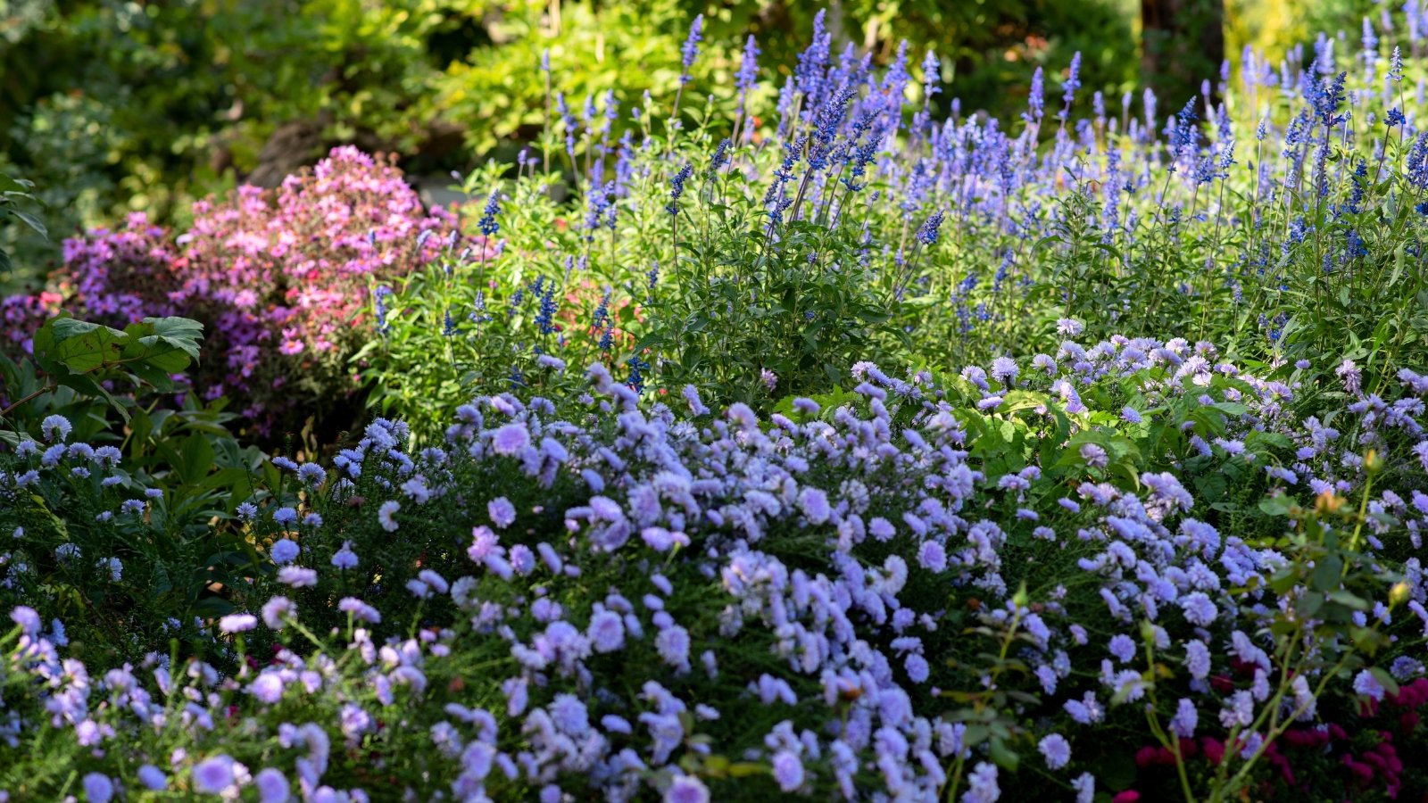 A blue garden filled with vibrant purple, pink, and blue flowers blooming amid dense green foliage.
