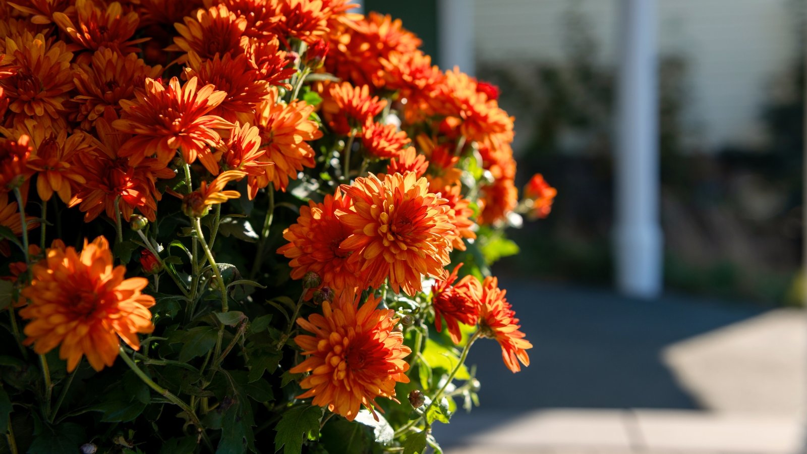 Bright orange mum flowers with layered petals and vibrant green leaves fill a pot placed on a house doorstep, glowing under the bright sunlight.