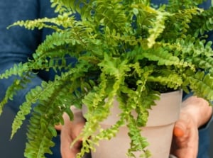 A man carefully brings a Boston fern inside, its lush, arching green fronds cascading over the edges of the pot as he carries it for overwintering.