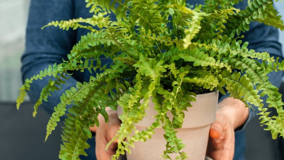 A man carefully brings a Boston fern inside, its lush, arching green fronds cascading over the edges of the pot as he carries it for overwintering.