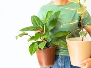 A woman in a green t-shirt is bringing houseplants inside, holding a potted spathiphyllum and Ficus carefully, avoiding common mistakes in handling indoor plants.