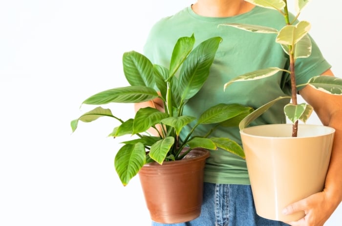 A woman in a green t-shirt is bringing houseplants inside, holding a potted spathiphyllum and Ficus carefully, avoiding common mistakes in handling indoor plants.