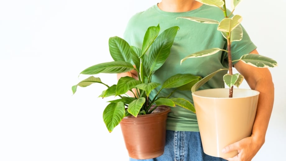 A woman in a green t-shirt is bringing houseplants inside, holding a potted spathiphyllum and Ficus carefully, avoiding common mistakes in handling indoor plants.
