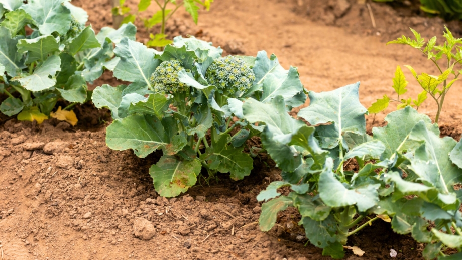 How to Plant, Grow, and Care for Broccoli