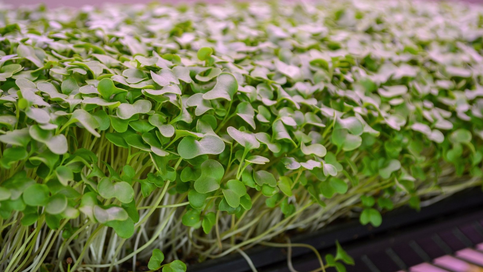 A tray densely filled with bright green microgreens, their small, tender, heart-shaped leaves with delicate stems standing upright from the soil.
