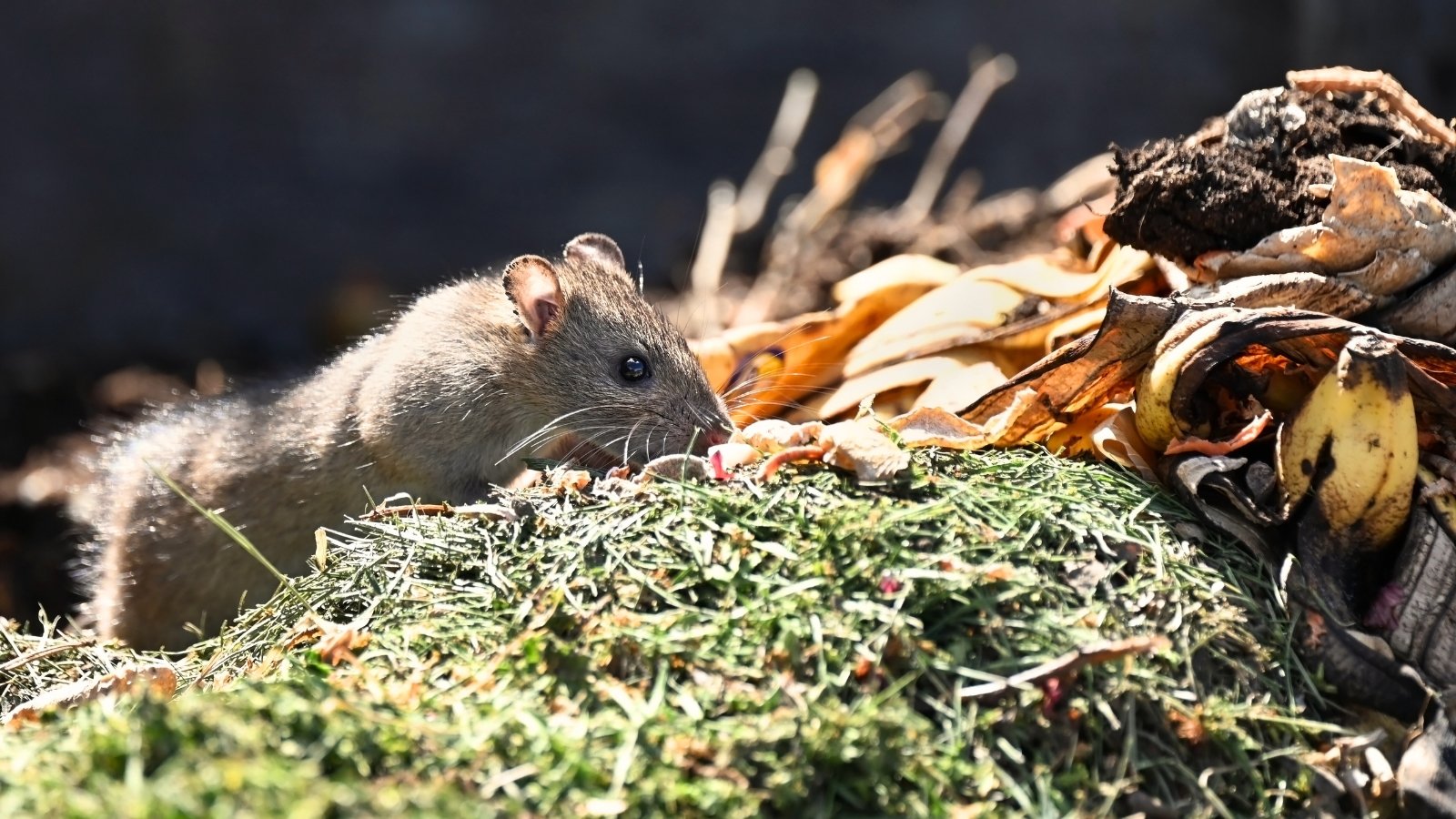 A close-up shows a brown rat foraging and nibbling on food scraps scattered across an organic compost heap.
