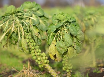 Brussels sprouts plants stand in a field with tall, sturdy stems lined with clustered green sprouts and topped by large, broad leaves against a blurred background.